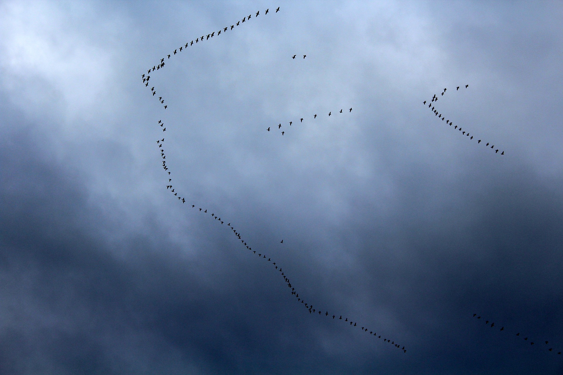 Migraţia păsărilor