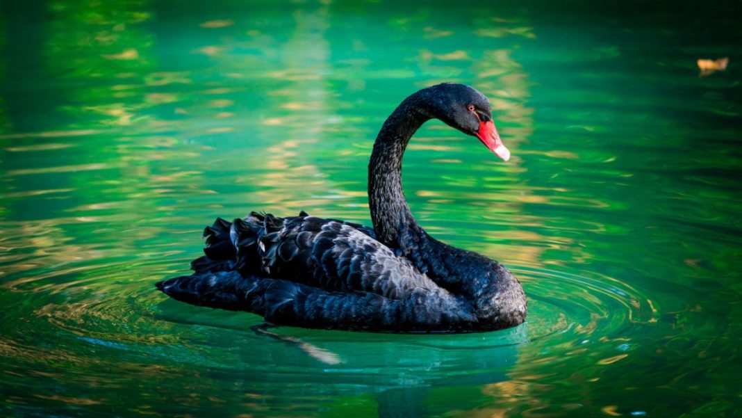 Lebăda neagră – teoria despre puterea neprevăzutului