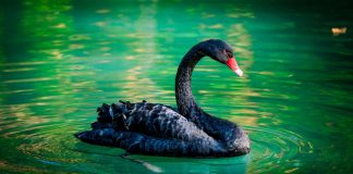 Lebăda neagră – teoria despre puterea neprevăzutului