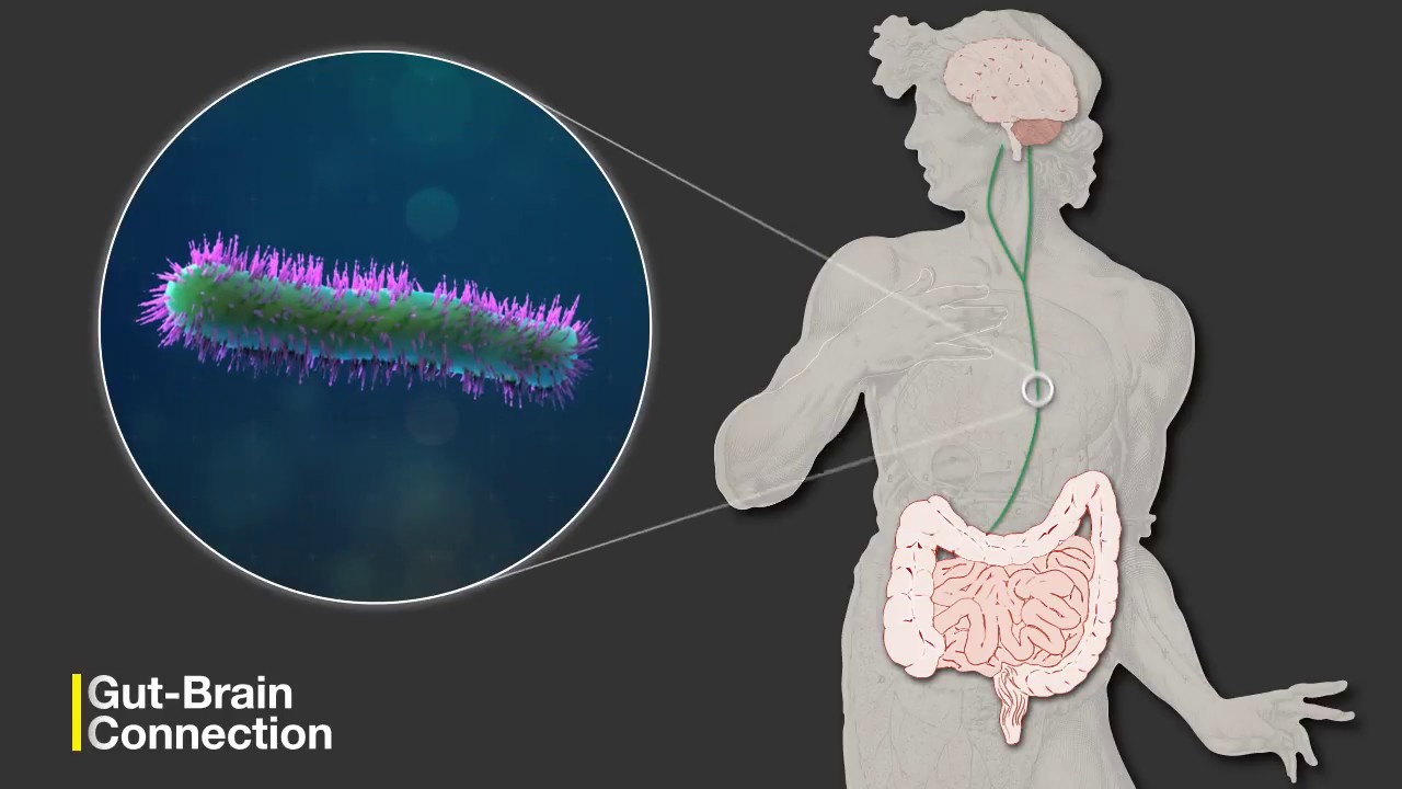 Legatura dintre creier si neuronii intestinali