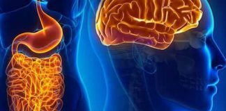 Neuronii intestinali si creierul