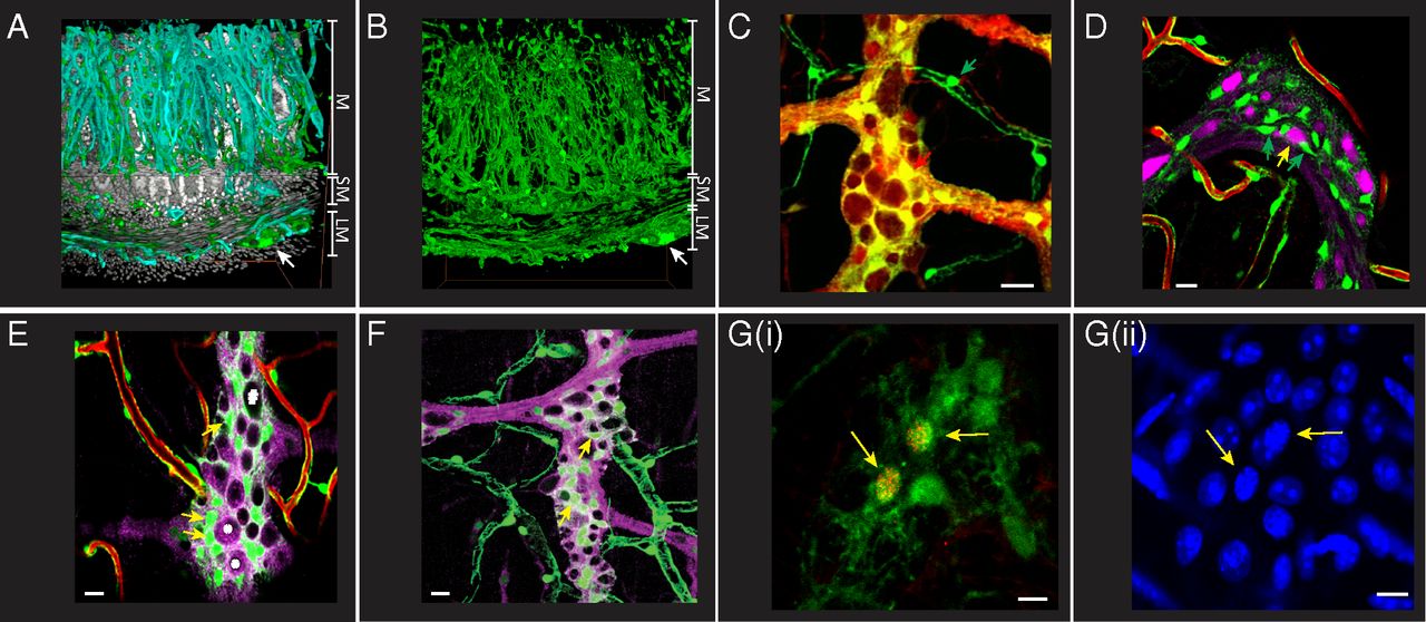 Sistemul nervos enteric, Sursa PNAS