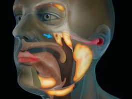 Un nou organ, complet necunoscut pana acum, Sursa Netherlands Cancer Institute