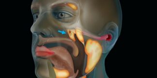 Un nou organ, complet necunoscut până acum, din corpul uman, a fost descoperit din întâmplare Un nou organ, complet necunoscut pana acum, Sursa Netherlands Cancer Institute
