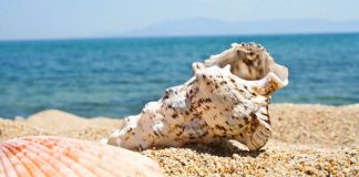 O cochilie veche de 18 000 de ani canta din nou