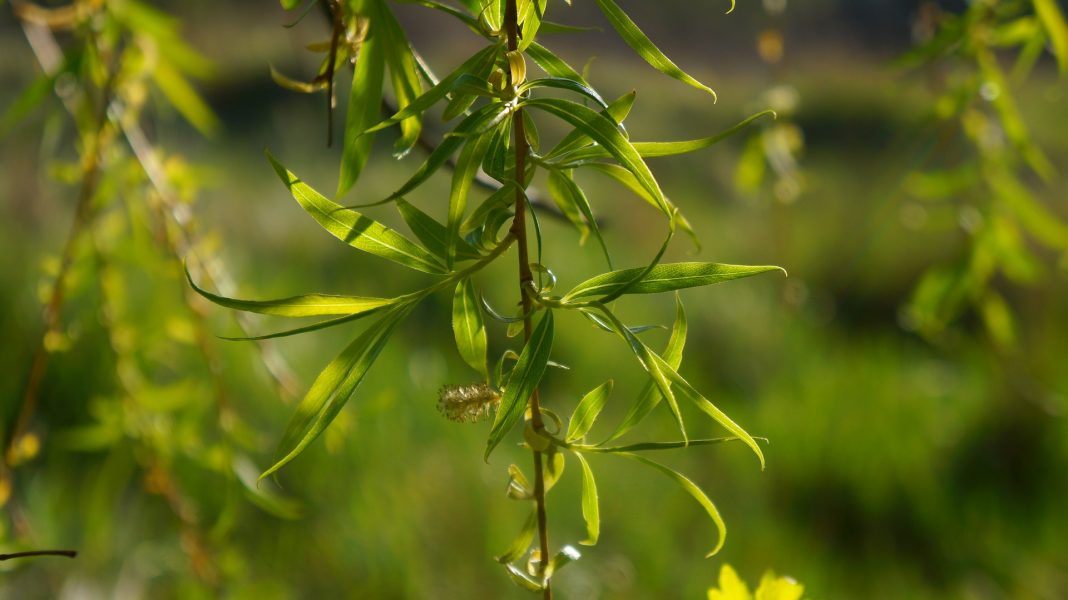 Sărbătoarea Floriilor – Ludi Florae, mit şi simbol Sărbătoarea Floriilor – Ludi Florae, mit şi simbol