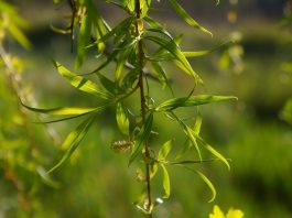 Sărbătoarea Floriilor – Ludi Florae, mit şi simbol