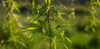 Sărbătoarea Floriilor – Ludi Florae, mit şi simbol