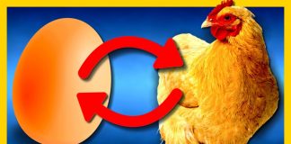 Oul sau găina? Ce a fost mai întâi? – oamenii de ştiinţă pretind că au găsit răspunsul Ce a fost mai întâi, oul sau găina?