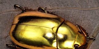 Scarabeul de aur şi teoria sincronicităţii