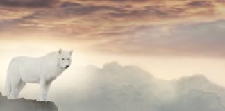 Sărbătoarea Sfântului Andrei, “Ocrotitorul României”. Legenda Marelui Lup Alb Sărbătoarea Sfântului Andrei, “Ocrotitorul României” si Legenda Marelui Lup Alb