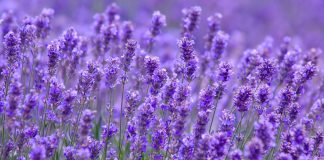 Culoarea anului 2022 – de bun augur în modă, decoraţiuni interioare, design, in universul virtual Culoarea anului 2022, Levantica