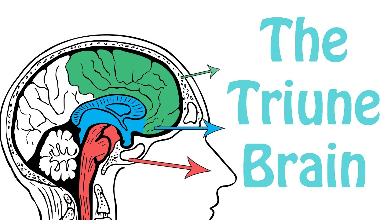 Teoria creierului triunitar