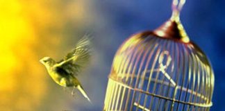 Sindromul coliviei aurite – suntem captivi într-un “confort inconfortabil”? Sindromul coliviei aurite