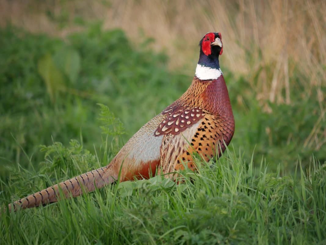 A pica de fazan - sensul şi originea expresiei