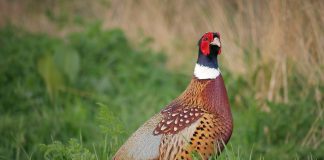 A pica de fazan - sensul şi originea expresiei