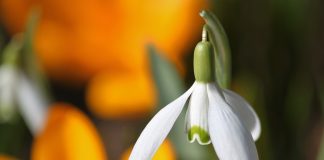 Martie şi mărţişor – “nerăbdarea lumii”, în aşteptarea primăverii Martie şi mărţişor - “nerăbdarea lumii”, în aşteptarea primăverii