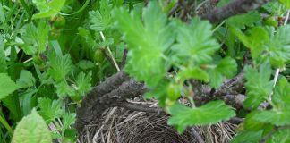 Ecuaţia universală care explică forma oului