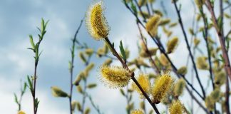 Mâţişori de salcie