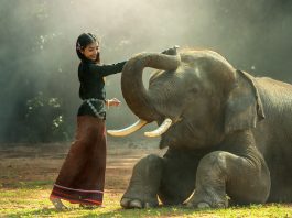 Memorie de elefant – sensul şi originea expresiei