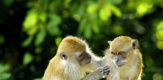 Efectul celei de-a 100-a maimuţe