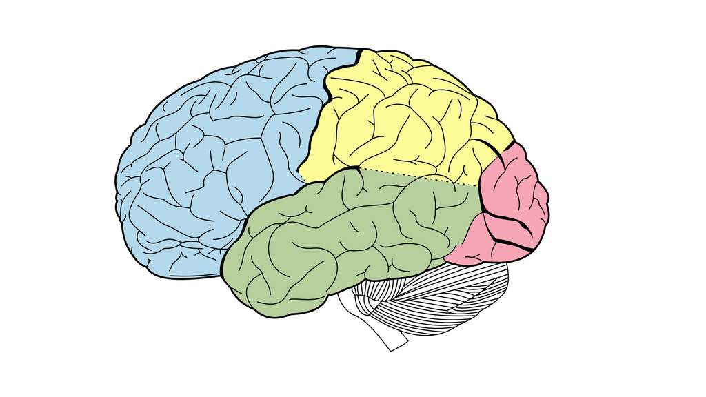 Cele patru creiere