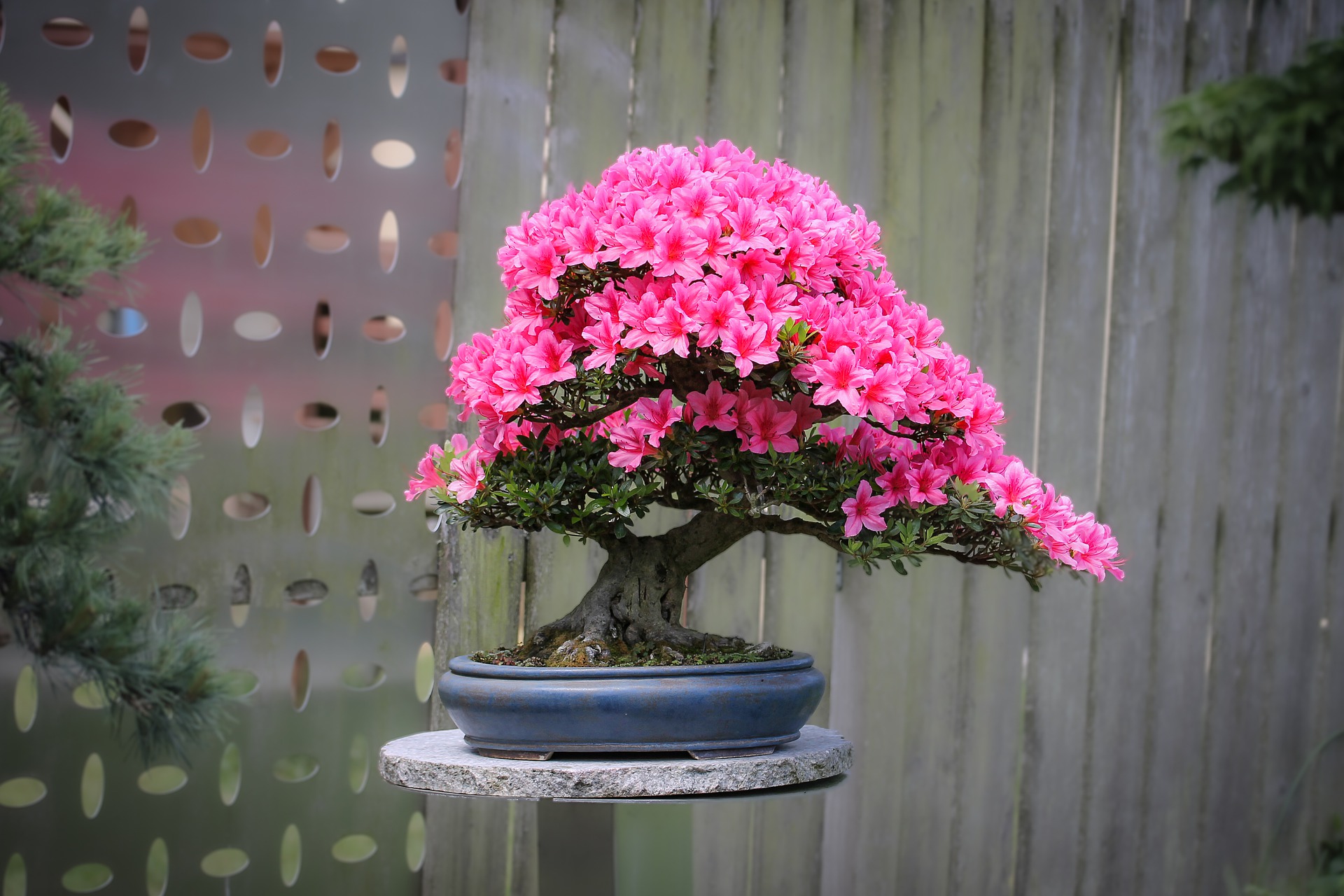 Bonsaiul – filosofia secretă a cultivării acestei plante