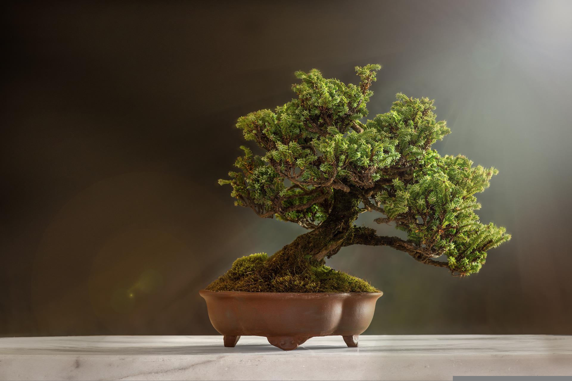 Arta cultivarii bonsaiului