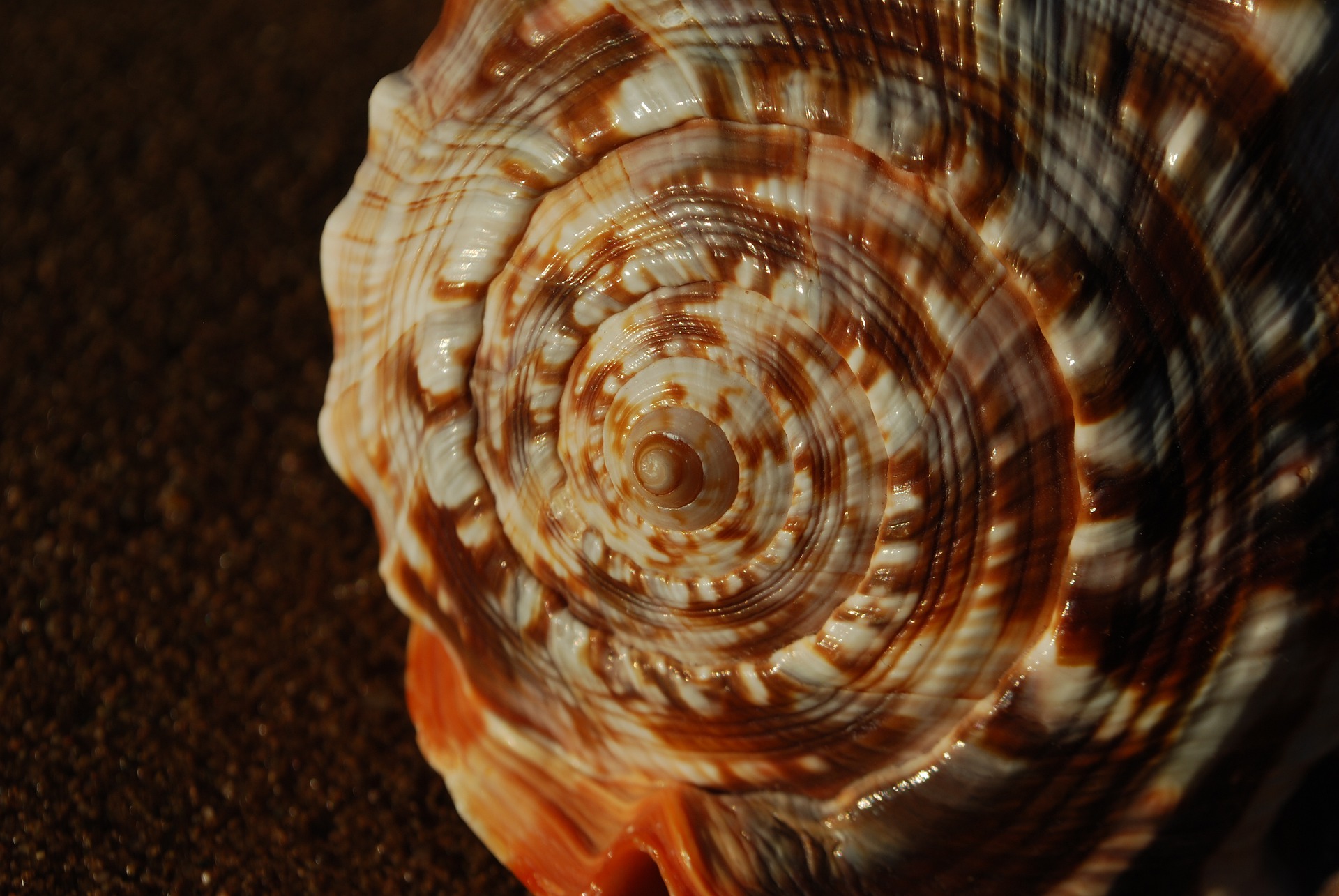 Sirul lui Fibonacci si perfectiunea naturii