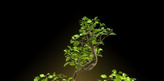 Bonsaiul – filosofia secretă a cultivării acestei plante, simboluri, semnificaţii spirituale. Ce spune bonsaiul despre viaţă? Bonsaiul, o filosofie de viata