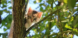 Torsul pisicii şi enigma frecvenţelor de 20 – 50 hertzi Feline mici