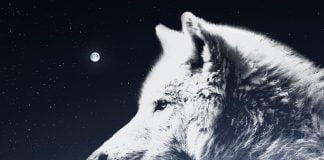 Sfântul Andrei si Marele Lup Alb