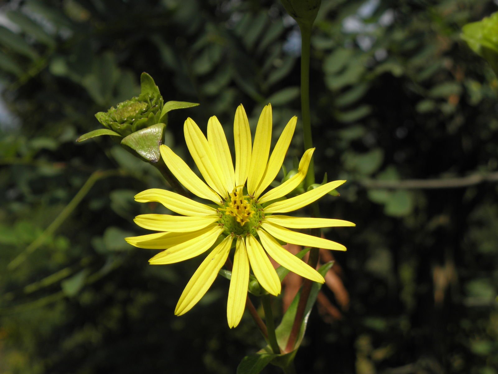 Silphium