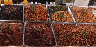 Insecte comestibile, Sursa YouTube