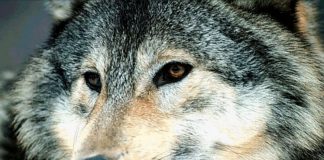 Lupul in mitologie, Filipii de iarnă