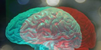 Slym – o descoperire ştiinţifică uimitoare despre creierul uman, anunţată recent Creierul uman si membrana Slym