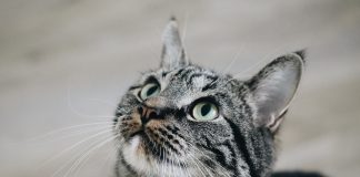 Precursori ai cutremurelor – adevăr sau supoziţie? Pisicile, cele mai sensibile animale la cutremur? Precursori ai cutremurelor . Pisicile, cele mai sensibile la seism?