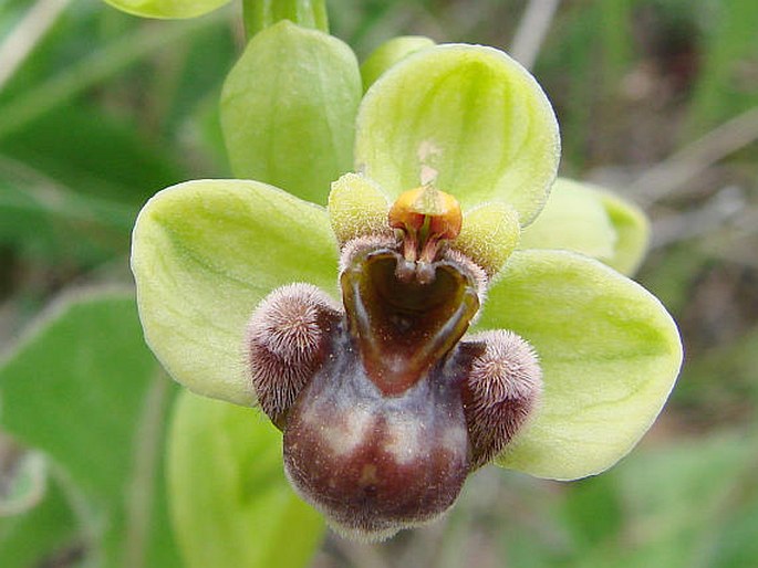 Ophrys bombyliflora