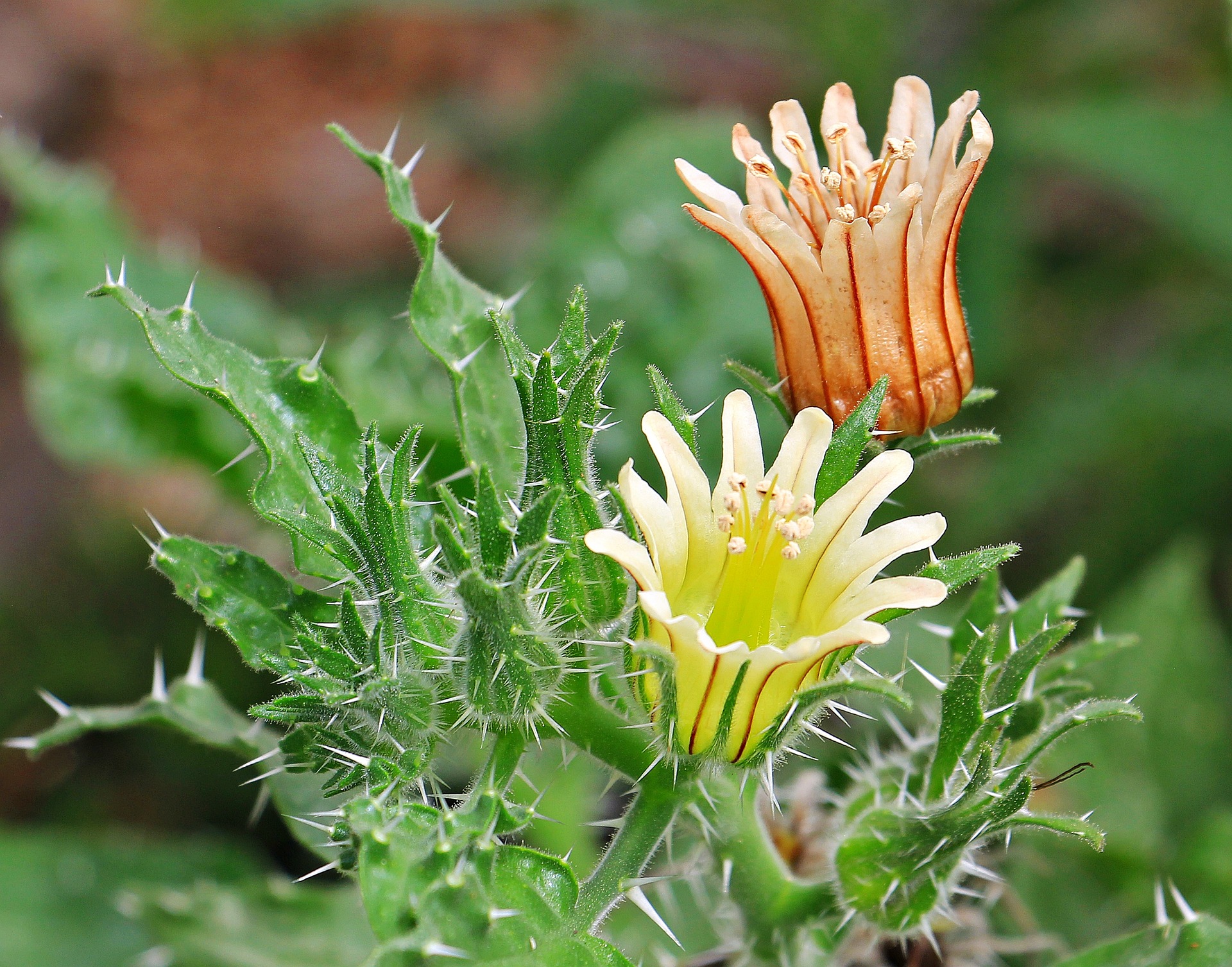 Cactus inflorit