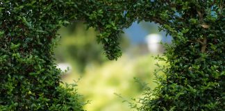 Limbajul plantelor – fascinantele mecanisme prin care acestea comunică între ele, simt, memorează, se apără, învaţă Limbajul plantelor – fascinantele mecanisme prin care acestea comunică