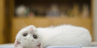 Pisicile, cum isi aleg stapanul?