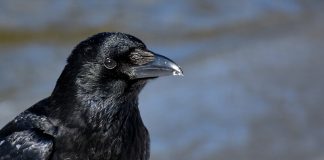 Corbii şi ciorile, cele mai inteligente păsări – descoperiri recente despre o abilitate excepţională, atribuită până acum doar oamenilor Corbii şi ciorile, abilitati excepţionale