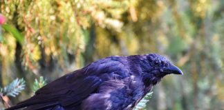 A umbla cu cioara vopsită