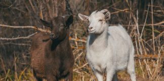 Să moară şi capra vecinului