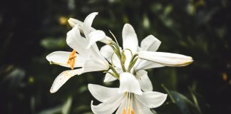 Crinul Sfintei Marii – semnificație, simbol și istorie Crinul Sfintei Marii