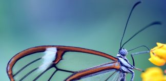 Biomimetismul – când natura devine cel mai mare “inginer” al tuturor timpurilor. Tehnologii emblematice, care au avut un succes răsunător Fluturele Greta oto