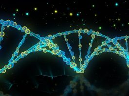 Telomerii şi telomeraza, “proteina nemuririi”