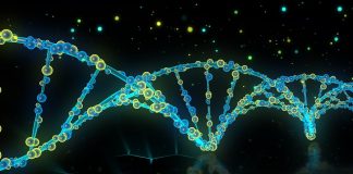 Telomerii şi telomeraza, “proteina nemuririi” – cheia longevităţii umane? Descoperiri recente Telomerii şi telomeraza, “proteina nemuririi”