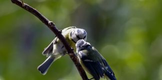 Dragobetele, “Cap de primăvară”