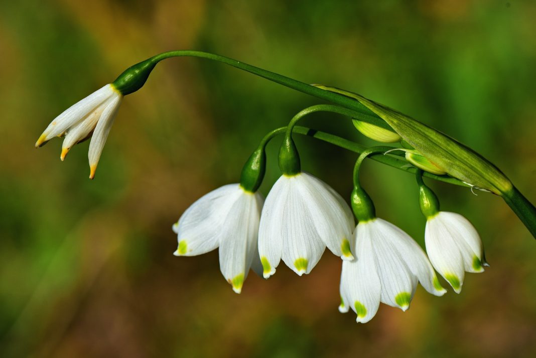 Luna martie, Ghiocei Luna martie, Ghiocei